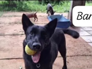 Cachorro raça Pastor Alemão idade 2 anos nome Baruk