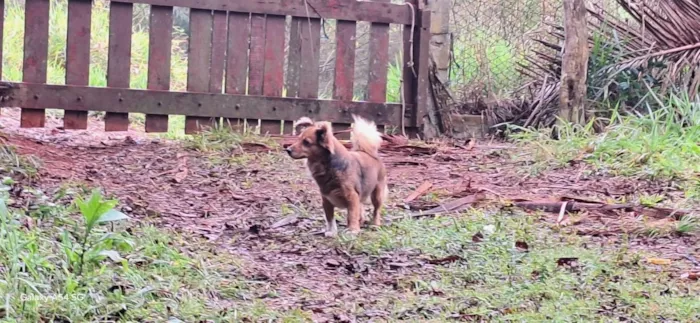 Cachorro raça SRD-ViraLata idade 4 anos nome Amora