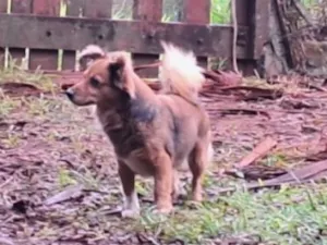 Cachorro raça SRD-ViraLata idade 4 anos nome Amora