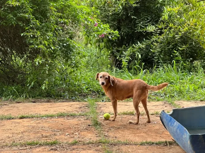 Cachorro raça SRD-ViraLata idade 5 anos nome Ravena
