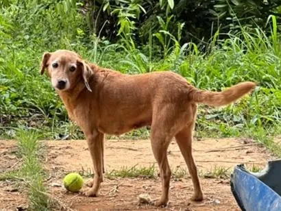 Cachorro raça SRD-ViraLata idade 5 anos nome Ravena