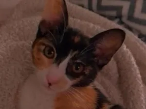 Gato raça SRD-ViraLata idade 2 a 6 meses nome manu