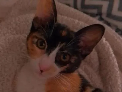 Gato raça SRD-ViraLata idade 2 a 6 meses nome manu