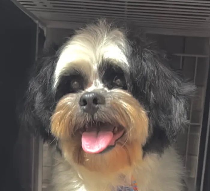 Cachorro raça Shitzu idade 3 anos nome Bob
