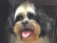 Bob