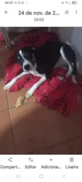 Nicolas