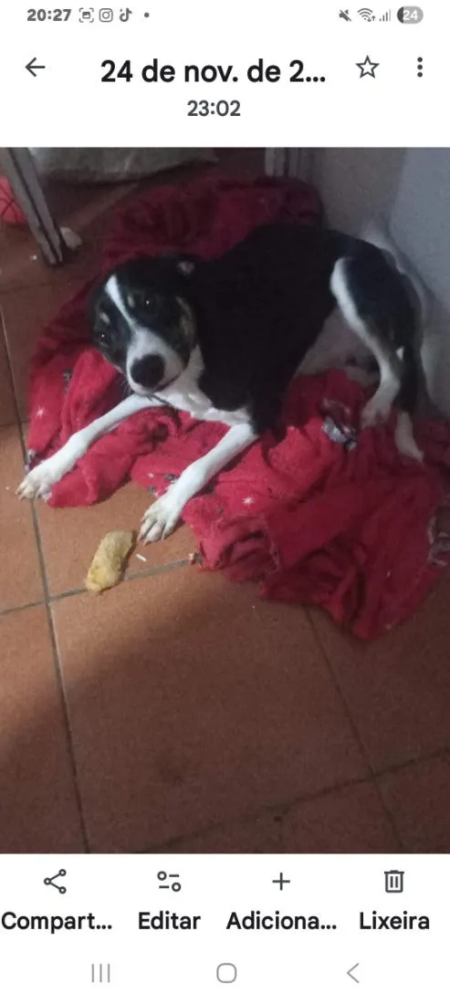 Cachorro raça SRD-ViraLata idade 1 ano nome Nicolas
