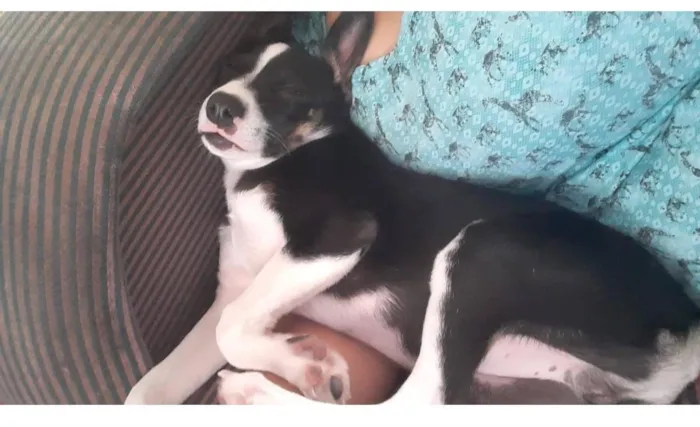 Cachorro raça SRD-ViraLata idade 1 ano nome Nicolas