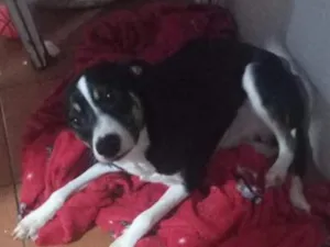 Cachorro raça SRD-ViraLata idade 1 ano nome Nicolas