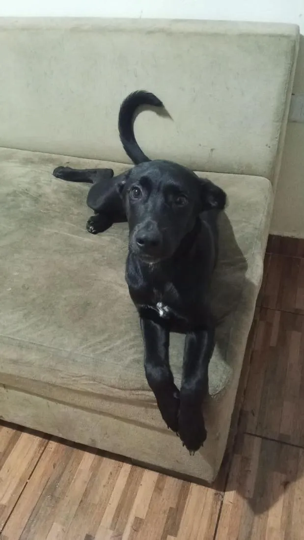 Cachorro raça SRD-ViraLata idade 2 a 6 meses nome Pandora