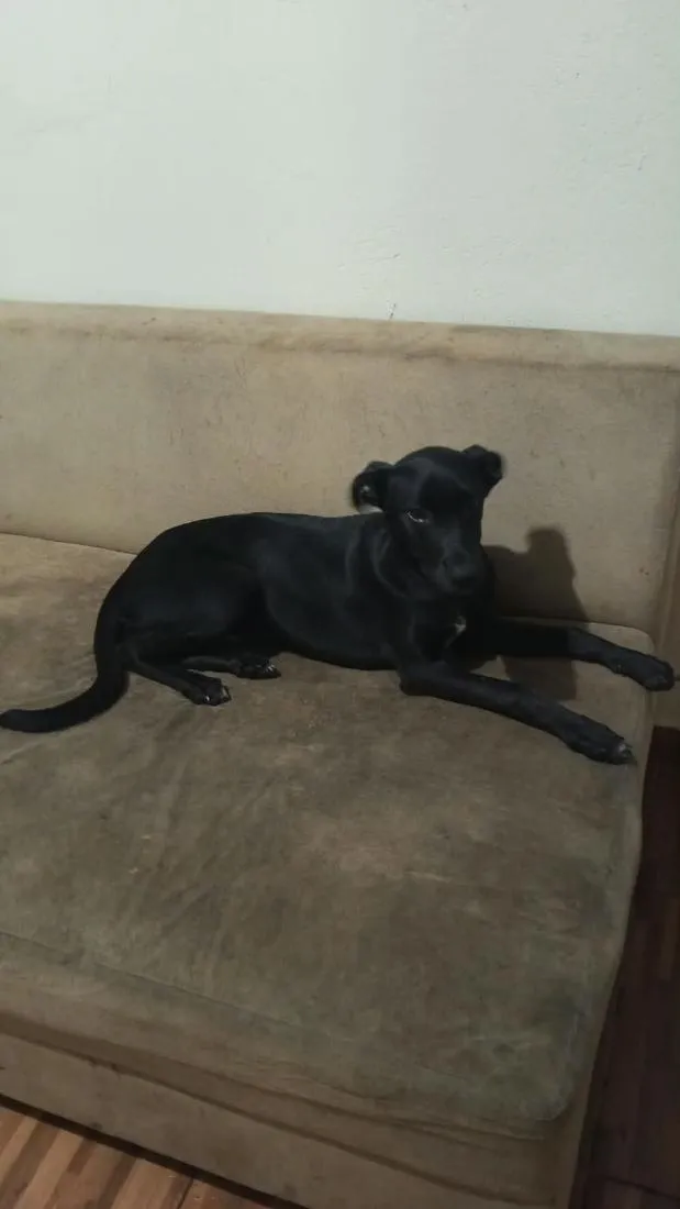 Cachorro raça SRD-ViraLata idade 2 a 6 meses nome Pandora