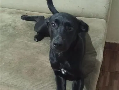 Cachorro raça SRD-ViraLata idade 2 a 6 meses nome Pandora