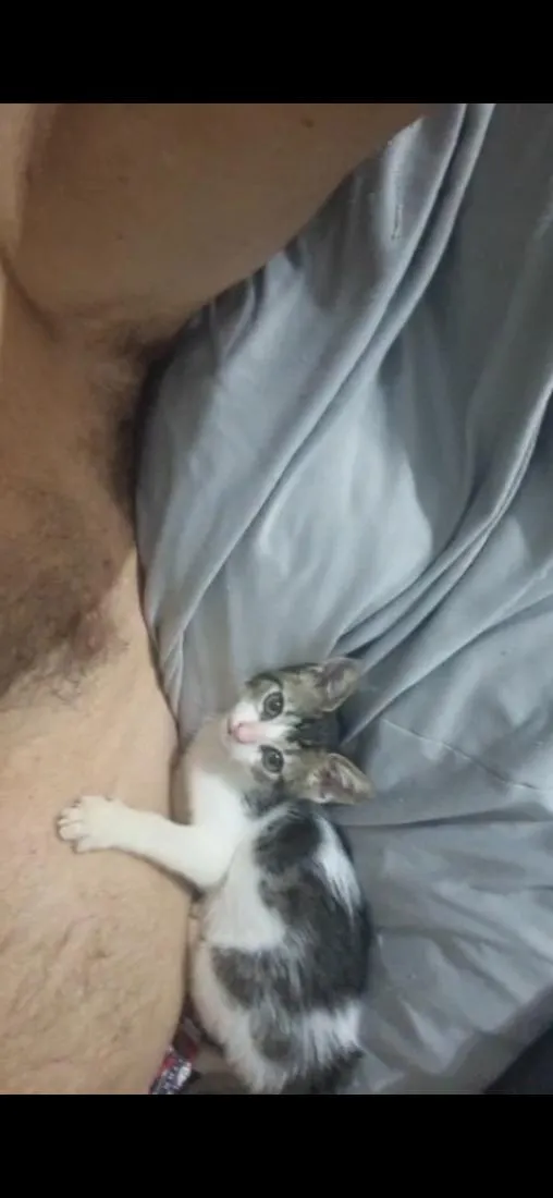 Gato raça SRD-ViraLata idade 2 a 6 meses nome Tom