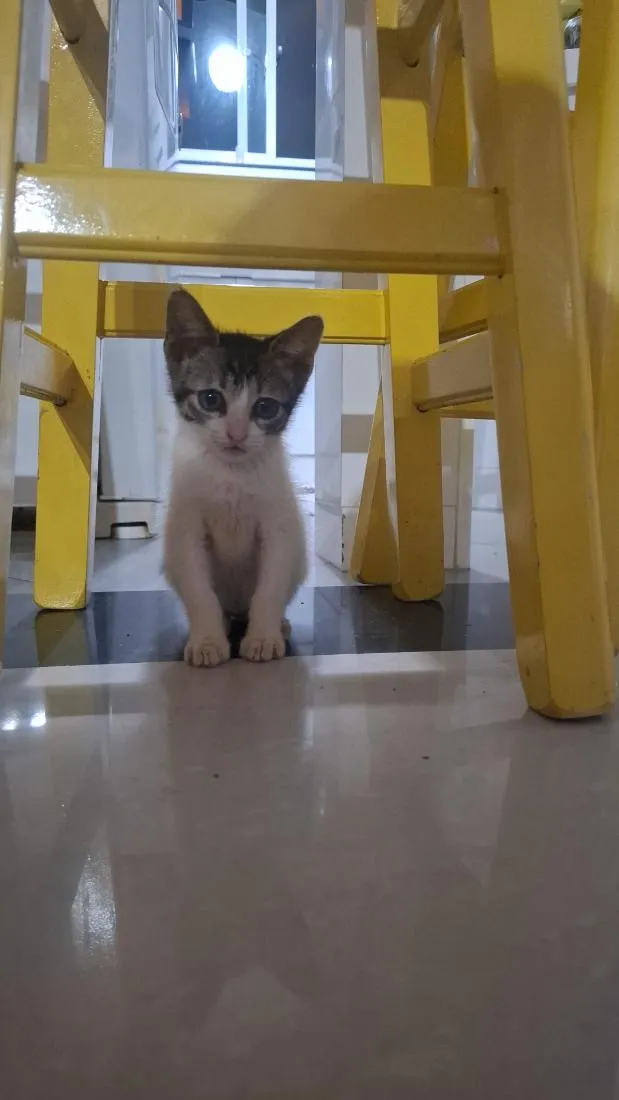 Gato raça SRD-ViraLata idade 2 a 6 meses nome Tom