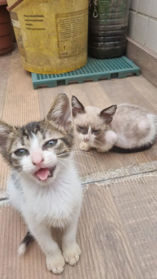 Gato raça SRD-ViraLata idade 2 a 6 meses nome Tom