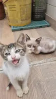 Tom