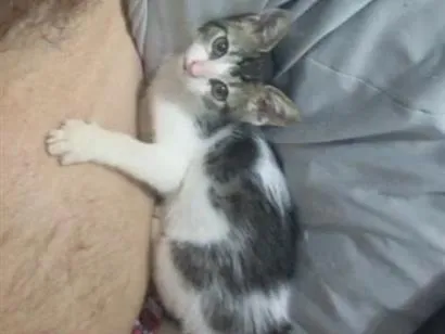 Gato raça SRD-ViraLata idade 2 a 6 meses nome Tom