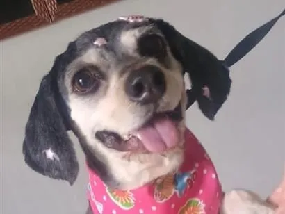 Cachorro raça SRD-ViraLata idade 7 a 11 meses nome Teka