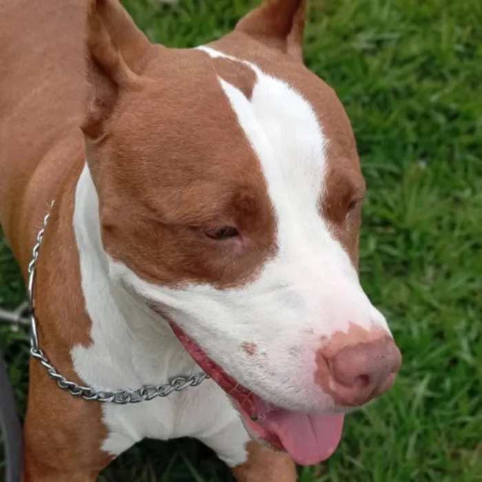 Cachorro raça Pit-Bull idade 2 anos nome Kira