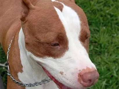 Cachorro raça Pit-Bull idade 2 anos nome Kira