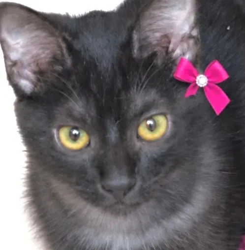 Gato raça SRD-ViraLata idade 2 a 6 meses nome Helena