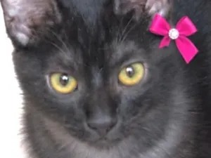Gato raça SRD-ViraLata idade 2 a 6 meses nome Helena