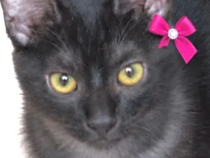 Gato raça SRD-ViraLata idade 2 a 6 meses nome Helena