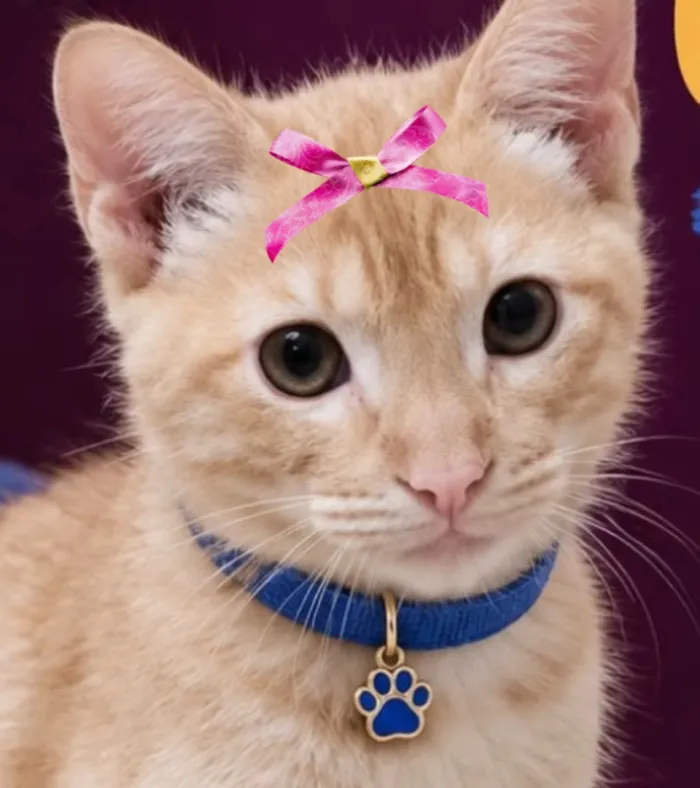 Gato raça SRD-ViraLata idade 2 a 6 meses nome Loren