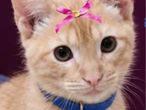 Gato raça SRD-ViraLata idade 2 a 6 meses nome Loren