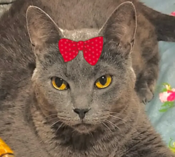 Gato raça SRD-ViraLata idade 4 anos nome Teodora