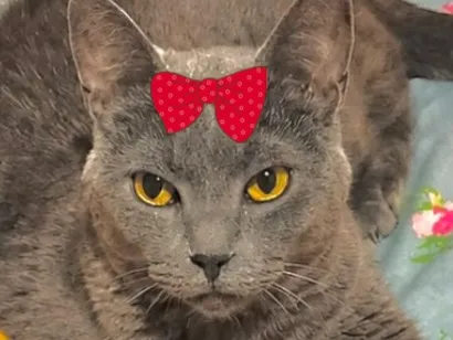 Gato raça SRD-ViraLata idade 4 anos nome Teodora