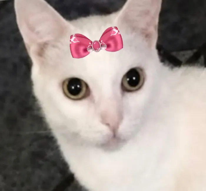 Gato raça SRD-ViraLata idade 2 a 6 meses nome Nana