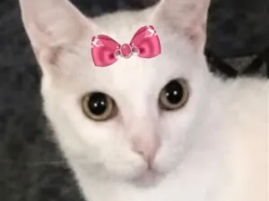 Gato raça SRD-ViraLata idade 2 a 6 meses nome Nana