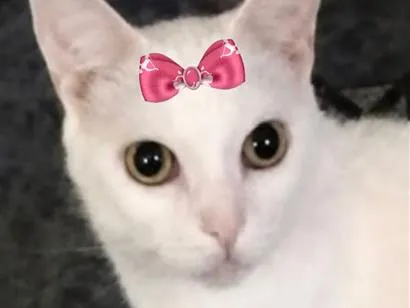 Gato raça SRD-ViraLata idade 2 a 6 meses nome Nana