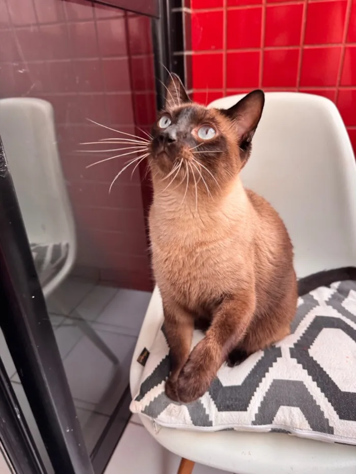 Gato raça Siamês idade 4 anos nome Romeu 
