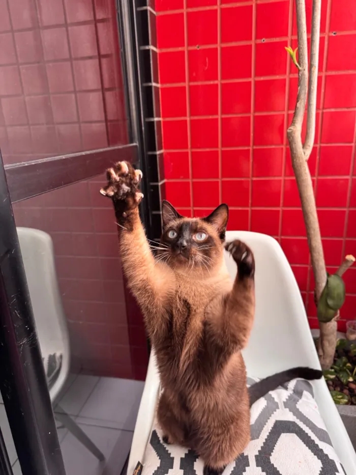 Gato raça Siamês idade 4 anos nome Romeu 