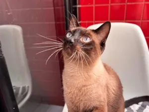 Gato raça Siamês idade 4 anos nome Romeu 