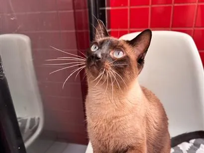 Gato raça Siamês idade 4 anos nome Romeu 
