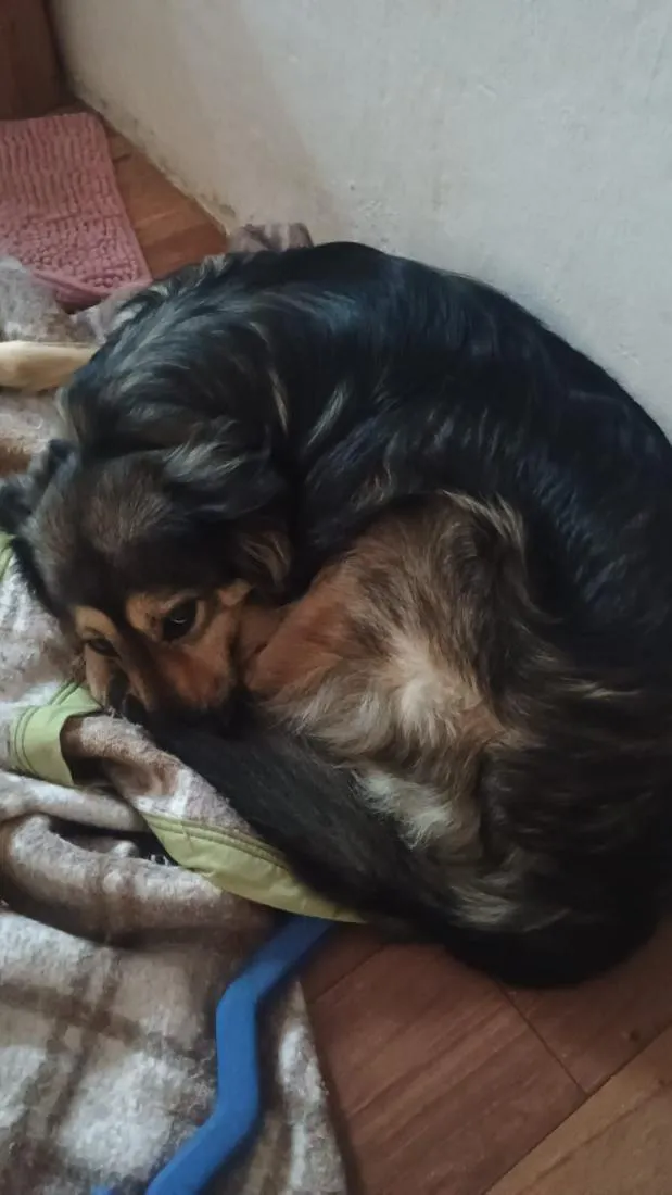Cachorro raça SRD-ViraLata idade 3 anos nome Spike 