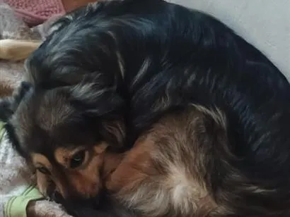 Cachorro raça SRD-ViraLata idade 3 anos nome Spike 