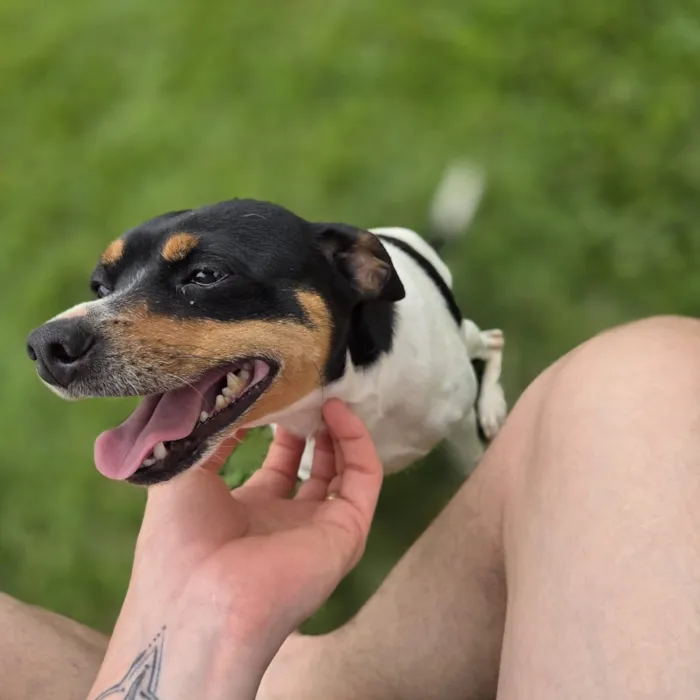 Cachorro raça SRD-ViraLata idade 5 anos nome Evee