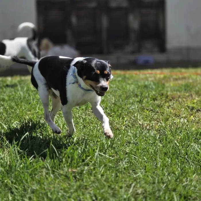 Cachorro raça SRD-ViraLata idade 5 anos nome Evee