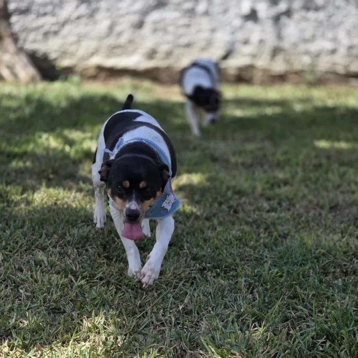 Cachorro raça SRD-ViraLata idade 5 anos nome Evee