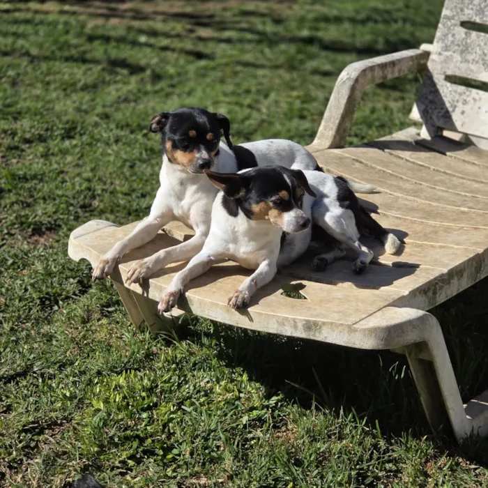 Cachorro raça SRD-ViraLata idade 5 anos nome Evee
