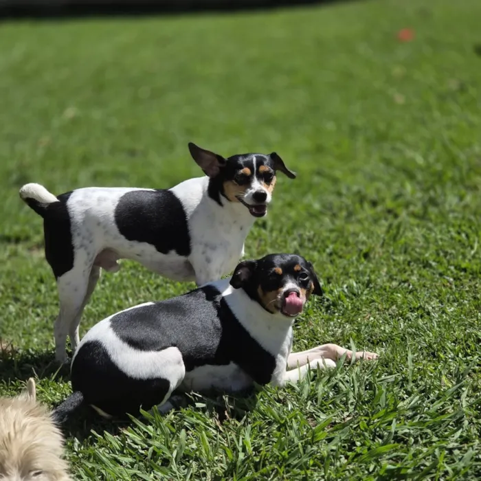 Cachorro raça SRD-ViraLata idade 5 anos nome Evee