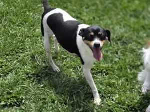 Cachorro raça SRD-ViraLata idade 5 anos nome Evee