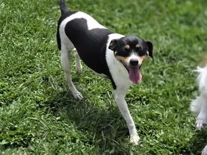 Cachorro raça SRD-ViraLata idade 5 anos nome Evee