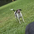 Otto