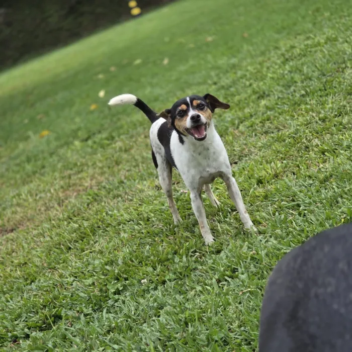 Cachorro raça SRD-ViraLata idade 5 anos nome Otto