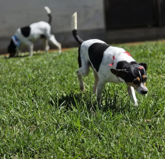 Cachorro raça SRD-ViraLata idade 5 anos nome Otto